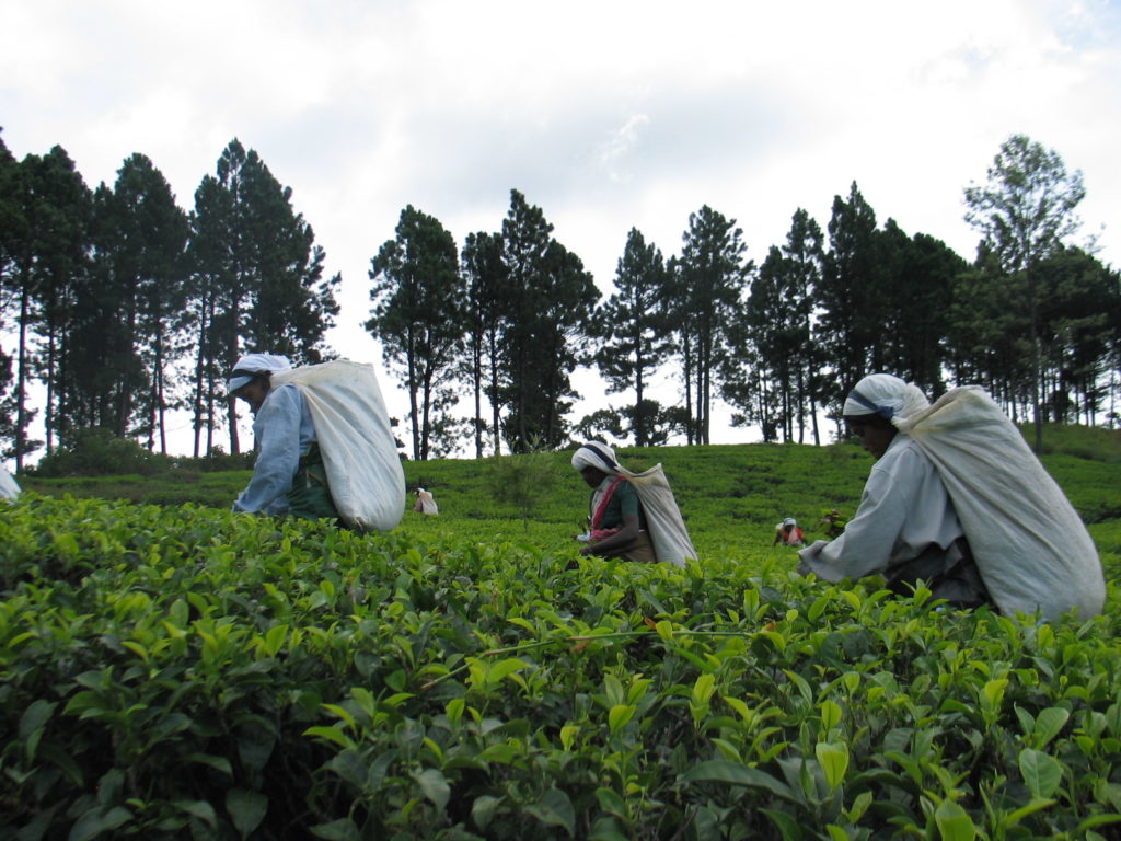 Tea Plantation Sri Lanka