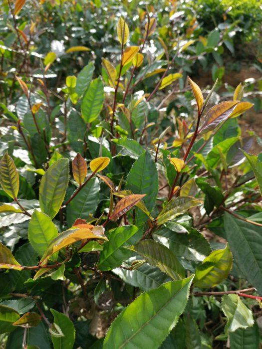 plants thés blancs