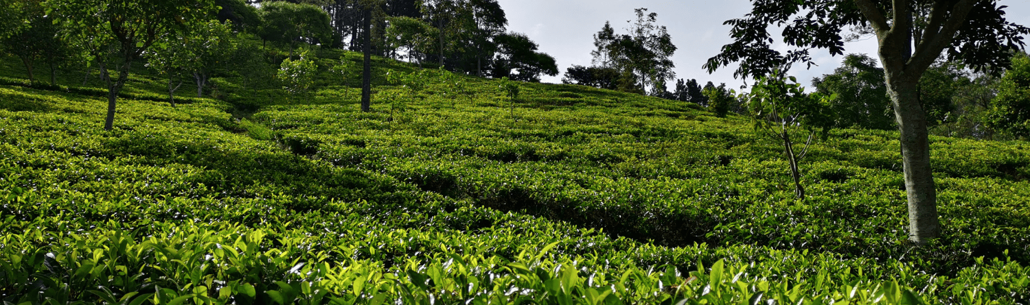 plantation de thé sri lanka